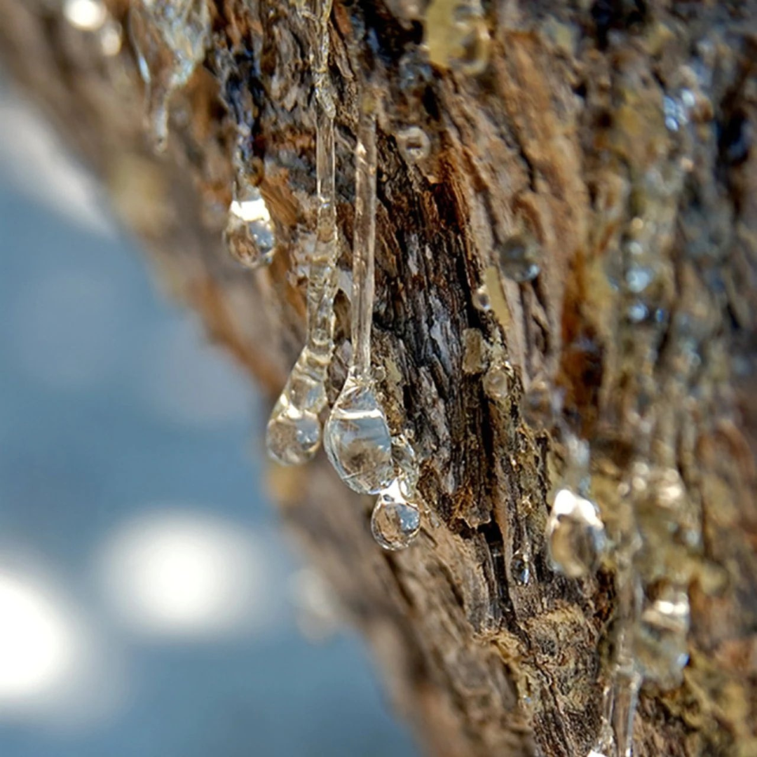 Natural Superfood Mastiha / Mastic Gum Medium Tears