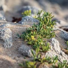 Small green plant growing on a rocky surface