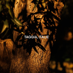 Tree trunk with leaf shadows and 'TAGGIA, ITALIE' text