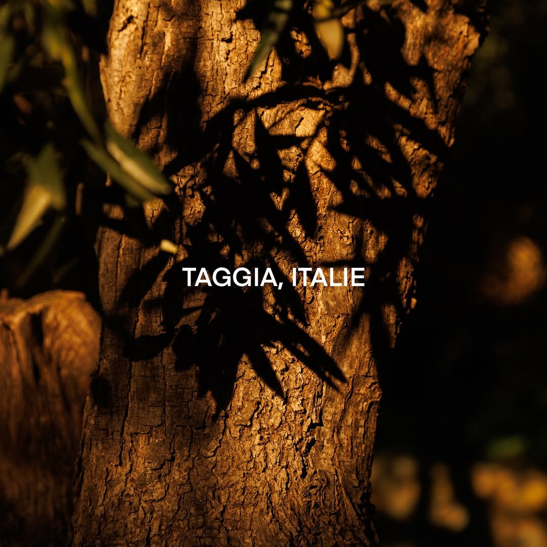 Tree trunk with leaf shadows and 'TAGGIA, ITALIE' text