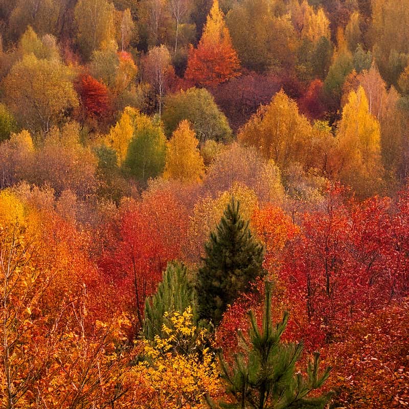 Autumn forest with colorful trees in red, orange, and yellow hues.