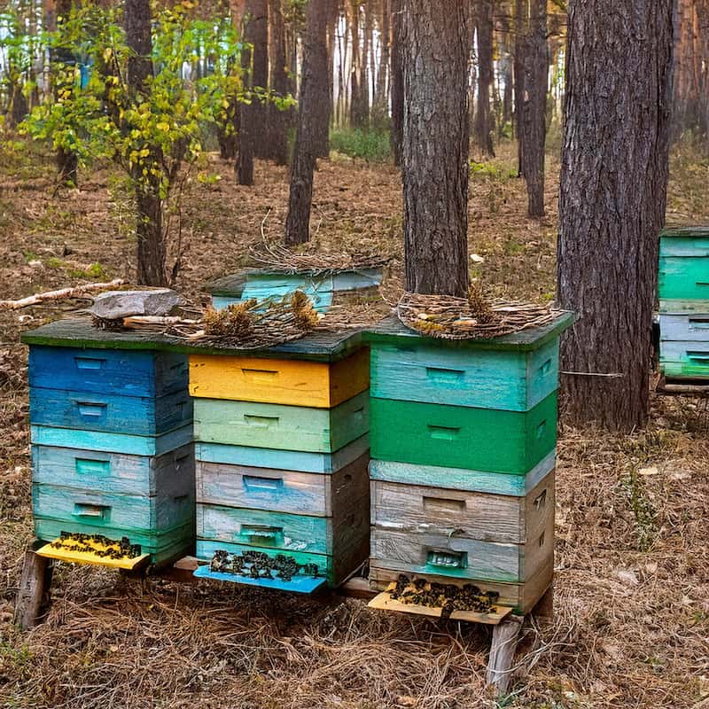 Colorful beehives in a forest setting