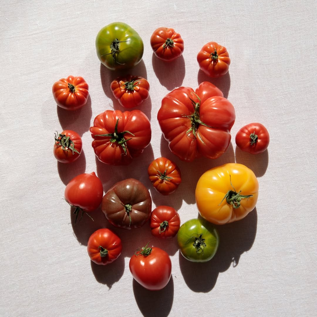 Assorted tomatoes of different colors on a light background