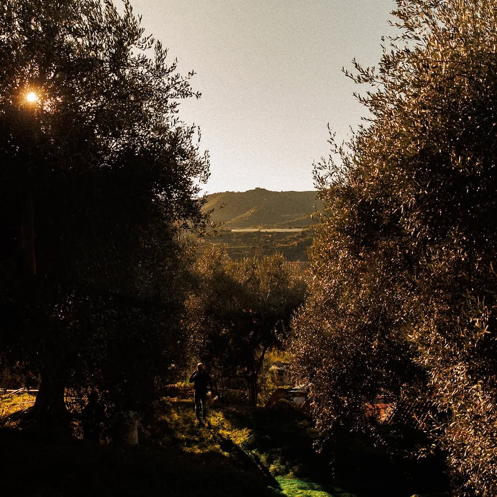 Olive trees with a person walking through them, sunlit hills in the background