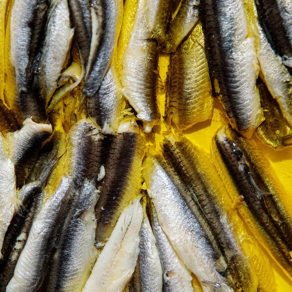 Close-up of small fish on a yellow background