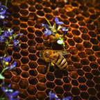 100% Pure Natural Thyme Honey from Mount Olympus, Greece